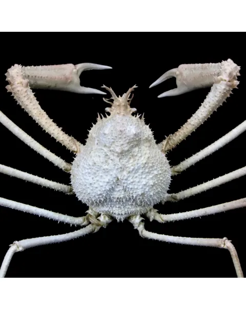 Naxioides robillardi