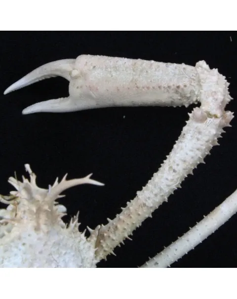 Naxioides robillardi
