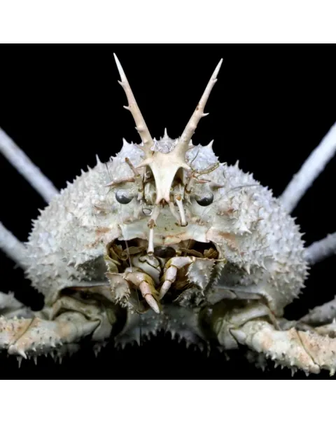 Naxioides robillardi