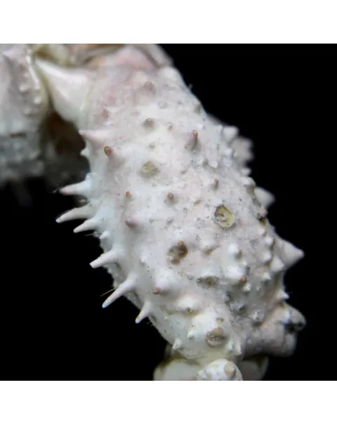 Naxioides robillardi