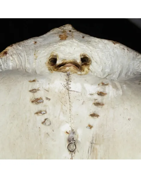 Razza "Stingray" - Myliobatoidei sp.