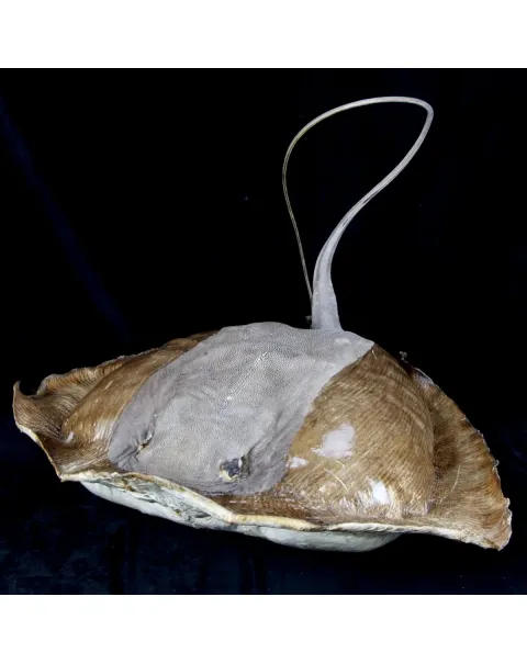 Razza "Stingray" - Myliobatoidei sp.
