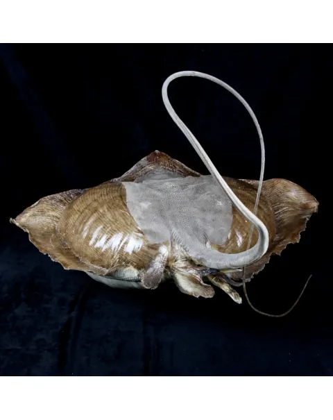 Razza "Stingray" - Myliobatoidei sp.