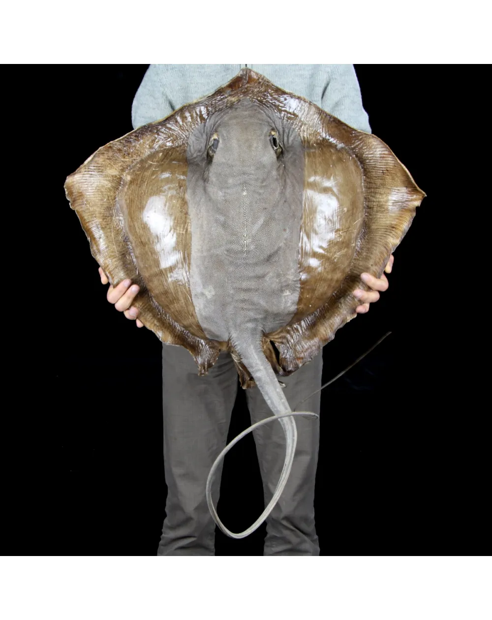 Razza "Stingray" - Myliobatoidei sp.