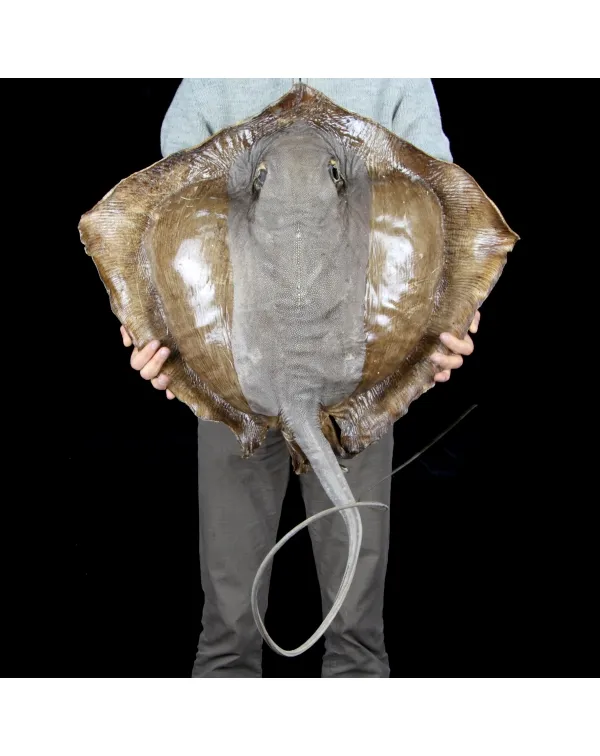 Razza "Stingray" - Myliobatoidei sp.