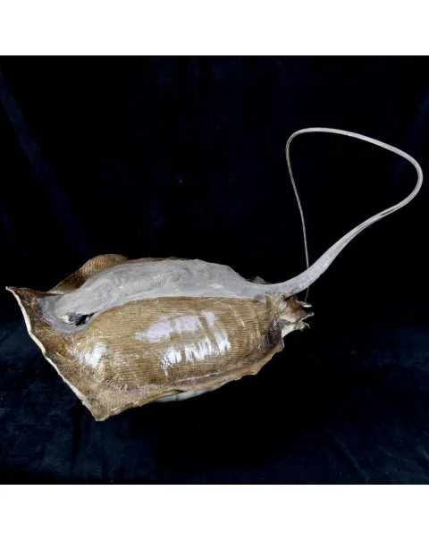 Razza "Stingray" - Myliobatoidei sp.