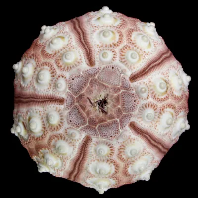 Eucidaris Tribuloides
