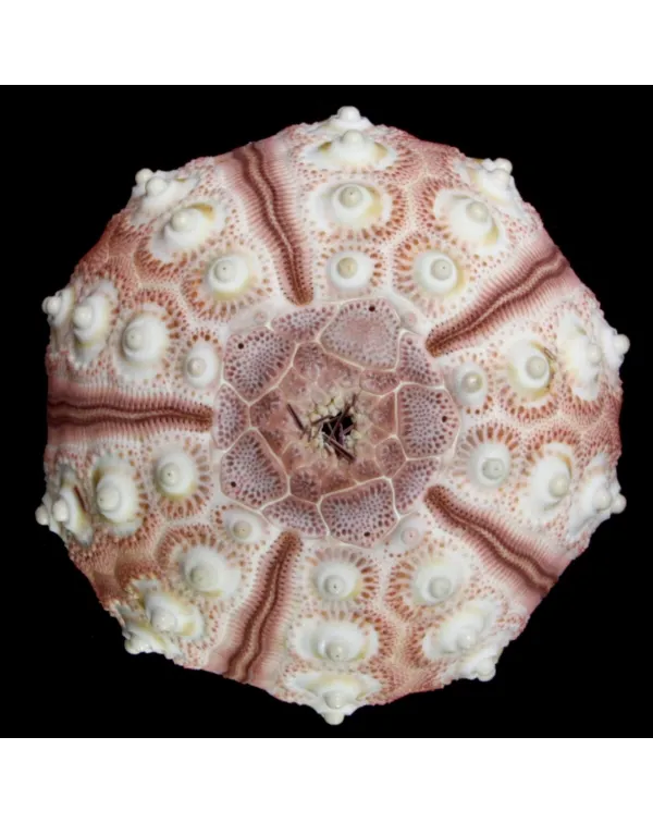 Eucidaris Tribuloides