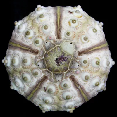 Eucidaris Tribuloides