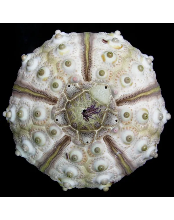 Eucidaris Tribuloides