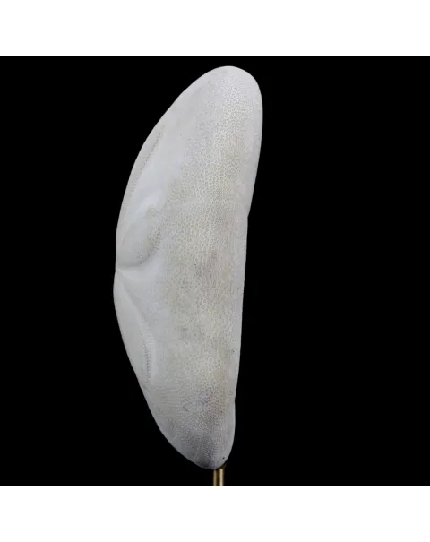 Clypeasteridae, Sand Dollar