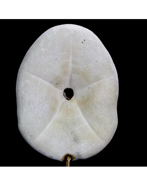 Clypeasteridae, Sand Dollar