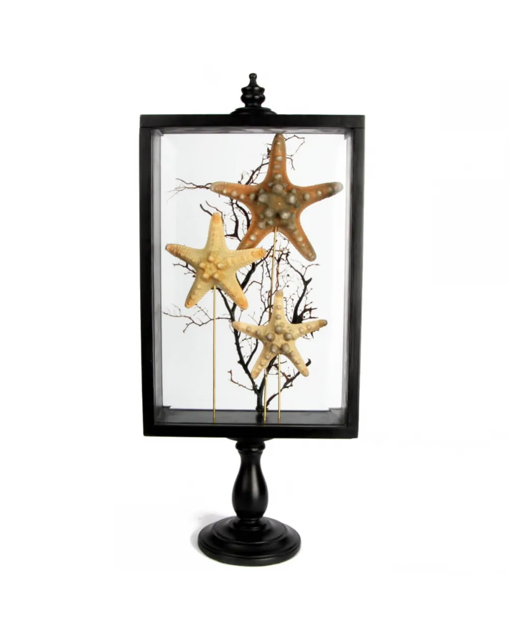 Stelle marine Corazzate in teca