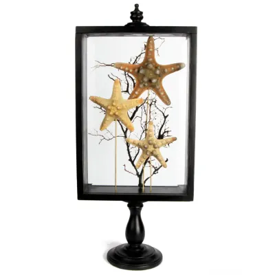 Stelle marine Corazzate in teca