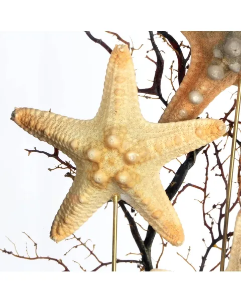Stelle marine Corazzate in teca