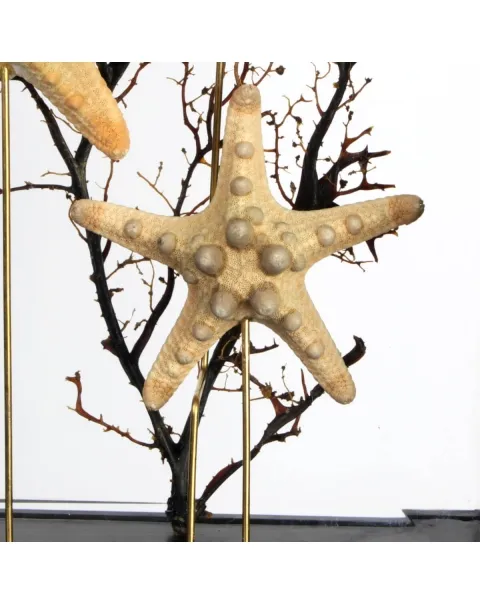 Stelle marine Corazzate in teca