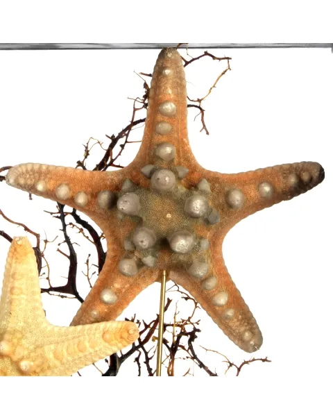 Stelle marine Corazzate in teca