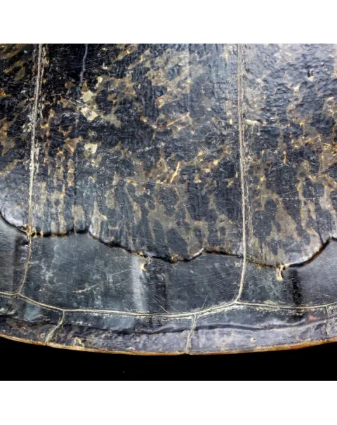 Carapace di Tartaruga