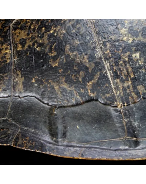 Carapace di Tartaruga
