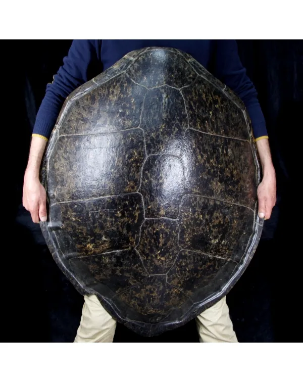 Carapace di Tartaruga