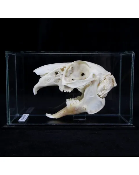 Teschio di Lepus Europaeus 