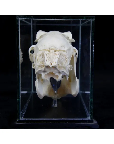 Teschio di Lepus Europaeus 
