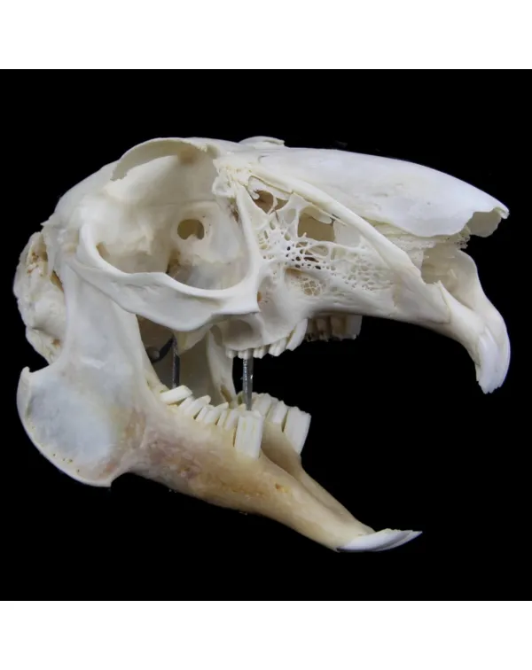 Teschio di Lepus Europaeus 