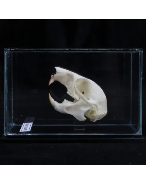 Teschio di scoiattolo - Sciurus Vulgaris