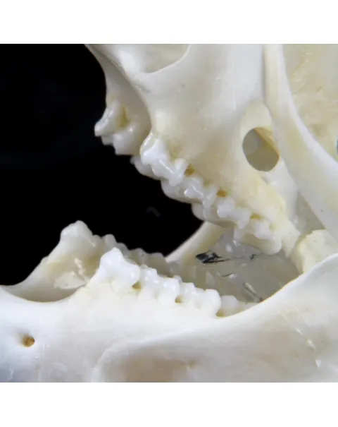 Teschio di scoiattolo - Sciurus Vulgaris