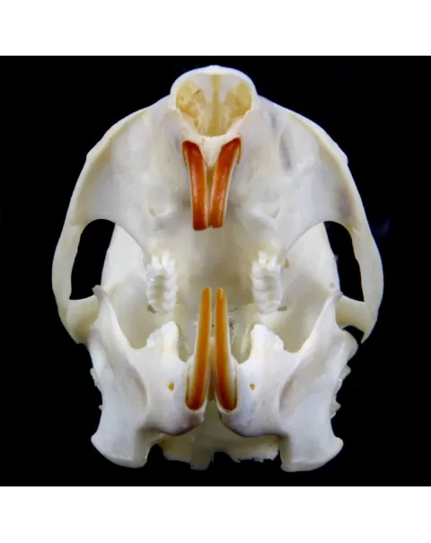 Teschio di scoiattolo - Sciurus Vulgaris