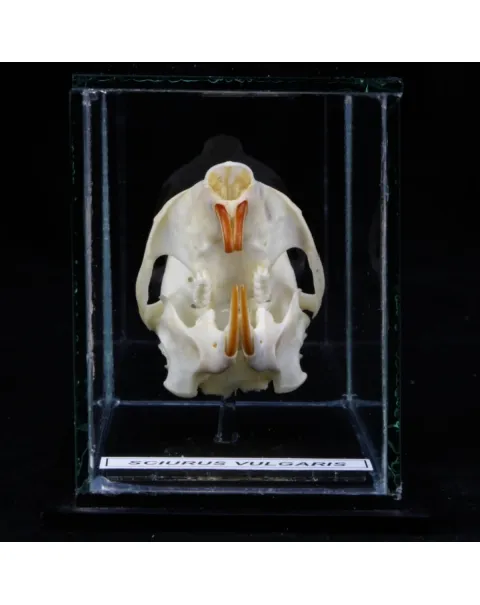 Teschio di scoiattolo - Sciurus Vulgaris
