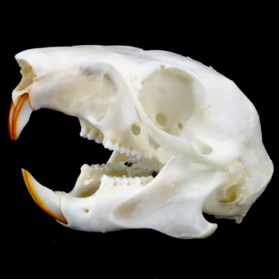 Teschio di scoiattolo - Sciurus Vulgaris