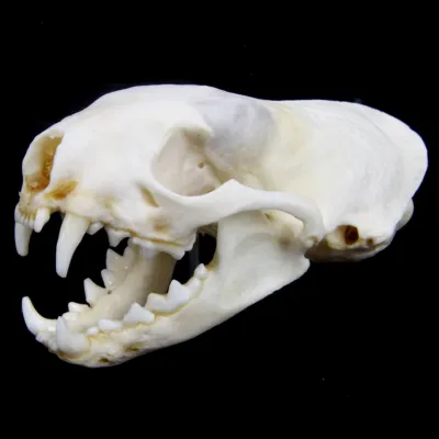Teschio di Puzzola - Mustela Putorius
