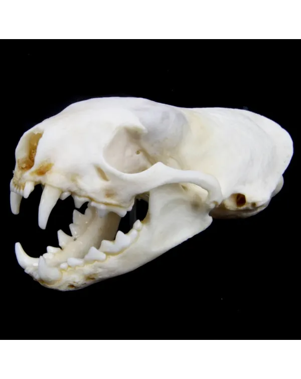 Teschio di Puzzola - Mustela Putorius 