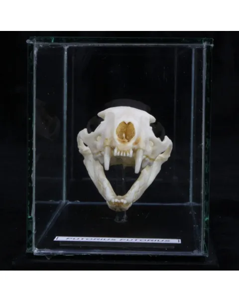 Teschio di Puzzola - Mustela Putorius 