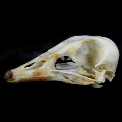 Teschio di Anatra Arboricola Australiana - Chenonetta Jubata