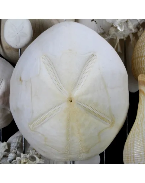 Sand Dollars e Conchiglie sotto Campana di Vetro
