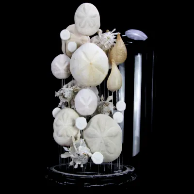 Sand Dollars e Conchiglie sotto Campana di Vetro