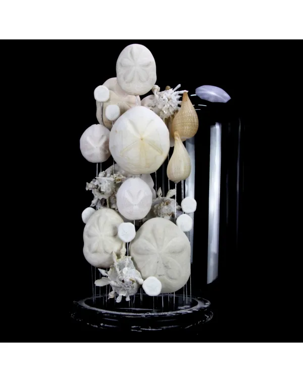 Sand Dollars e Conchiglie sotto Campana di Vetro