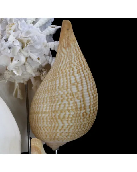 Sand Dollars e Conchiglie sotto Campana di Vetro