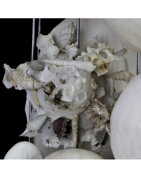 Sand Dollars e Conchiglie sotto Campana di Vetro