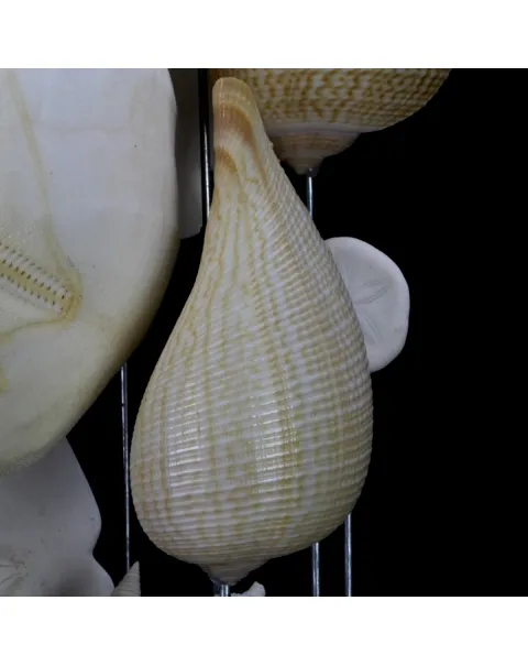 Sand Dollars e Conchiglie sotto Campana di Vetro