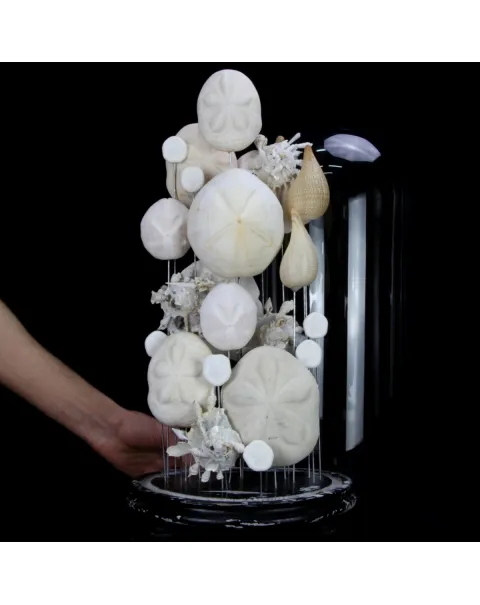 Sand Dollars e Conchiglie sotto Campana di Vetro