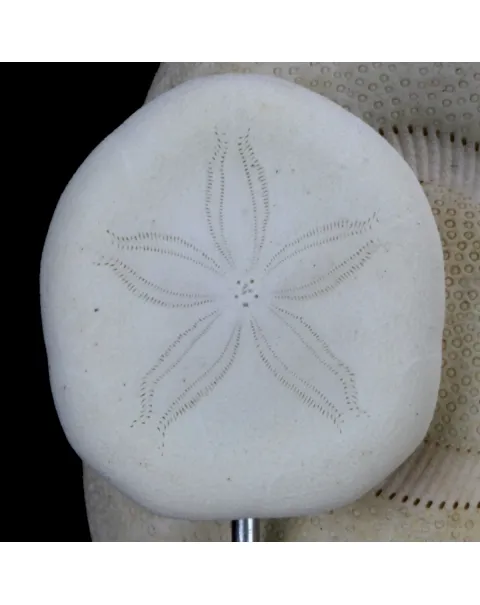 Sand Dollars e Conchiglie sotto Campana di Vetro