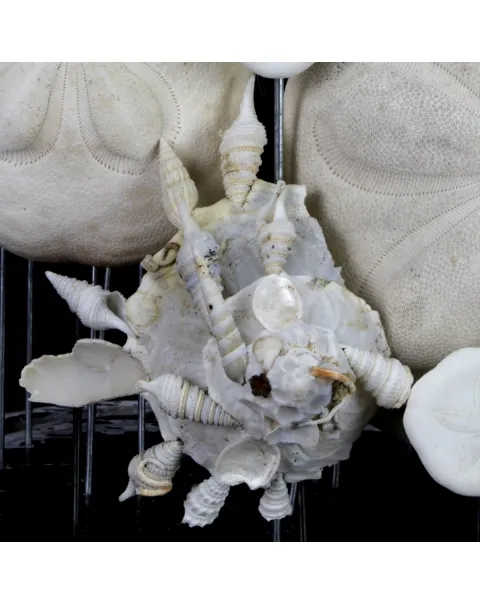 Sand Dollars e Conchiglie sotto Campana di Vetro