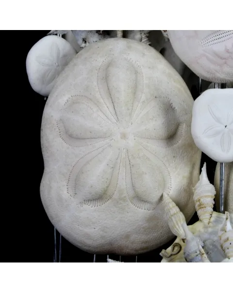 Sand Dollars e Conchiglie sotto Campana di Vetro