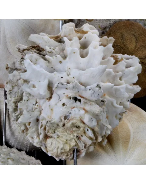 Ricci e Conchiglie sotto Campana di Vetro