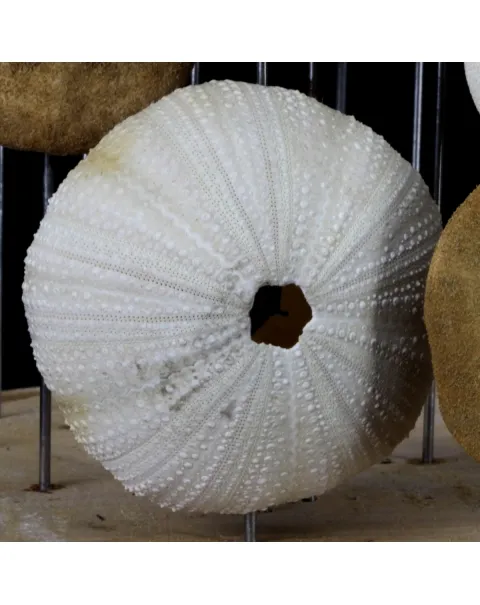 Ricci e Conchiglie sotto Campana di Vetro