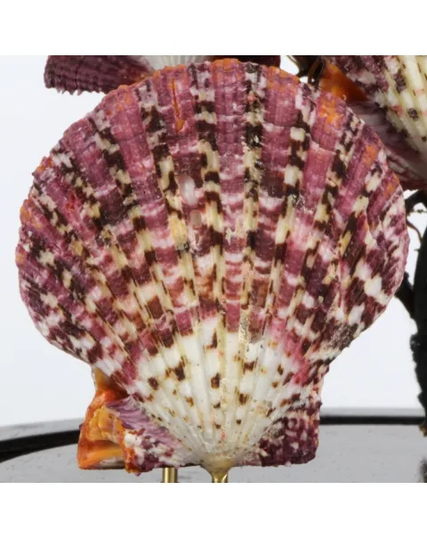 Pecten e Gorgonia sotto Campana di Vetro