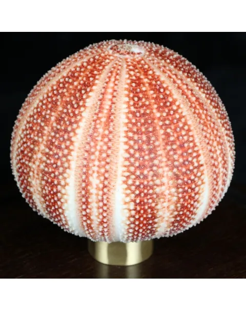 Lampada con Riccio sotto Campana di Vetro